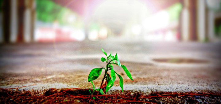 sprout growth friction startup success entrepreneur mahmood bashash موفقیت استارتاپ نوپا رشد